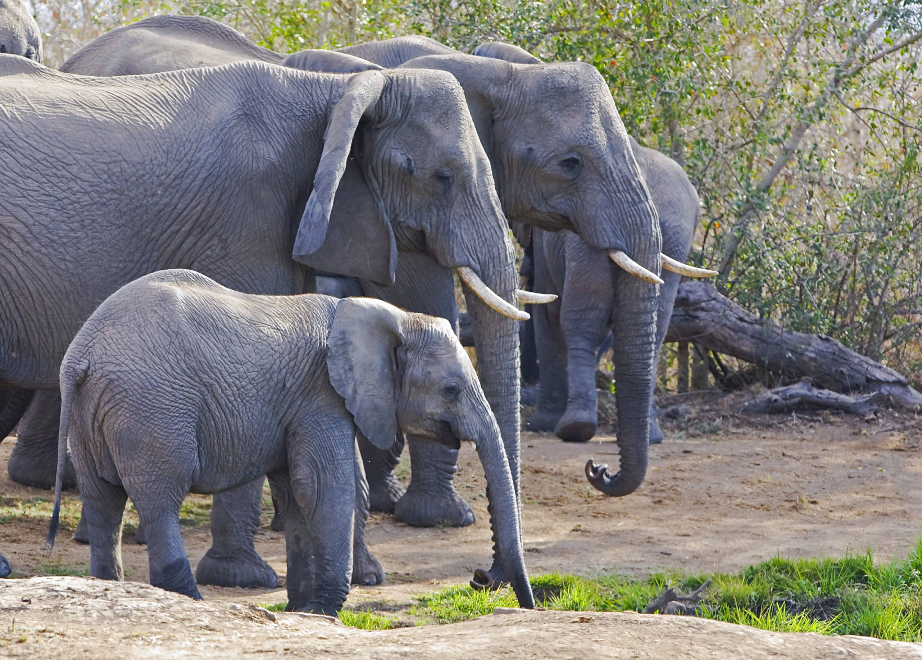 Elephant herd