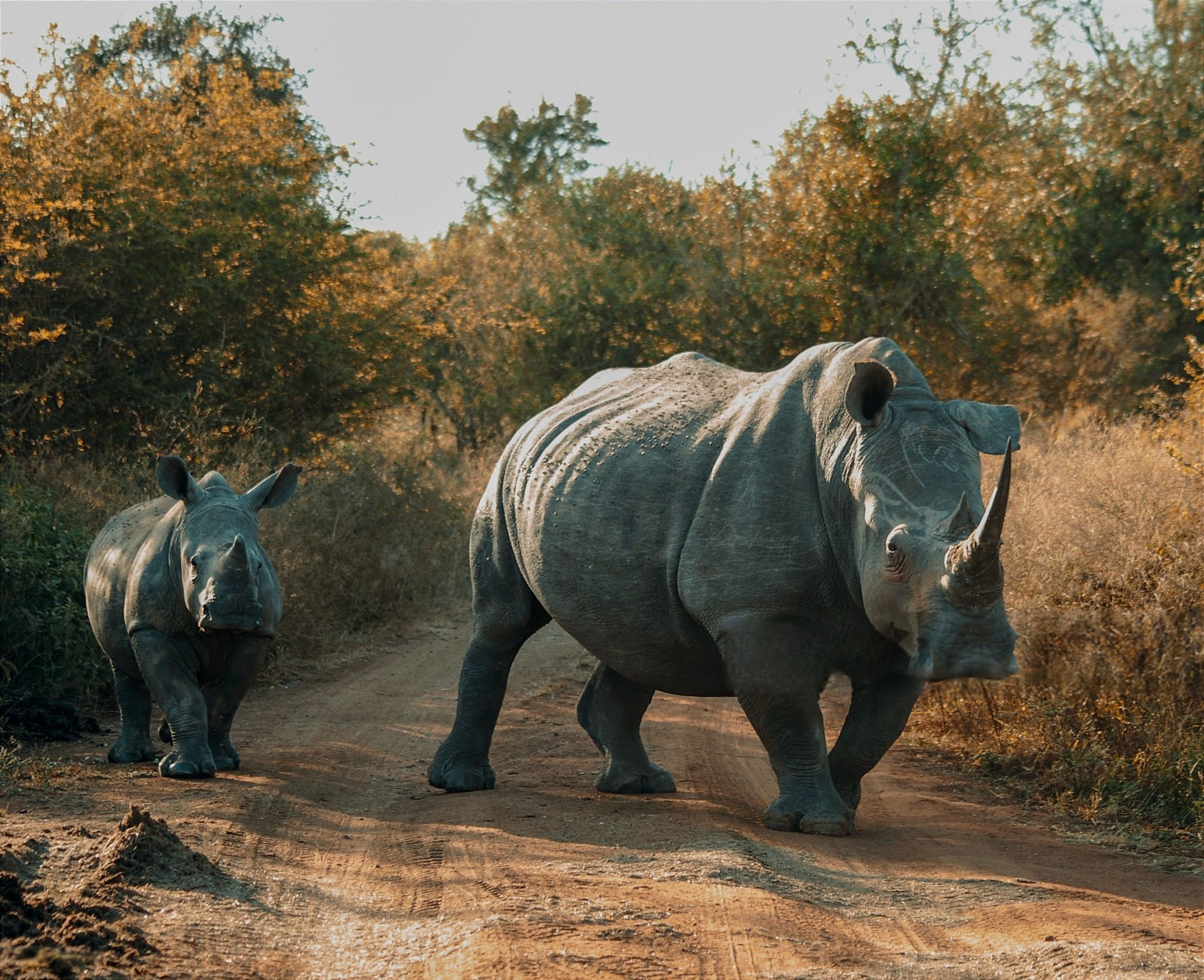Big Five Safaris